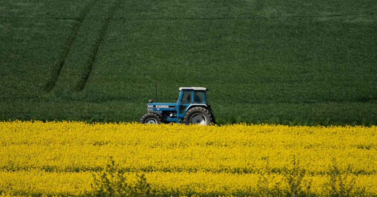 Un tracteur bleu travaillant dans un champ de colza jaune vif.